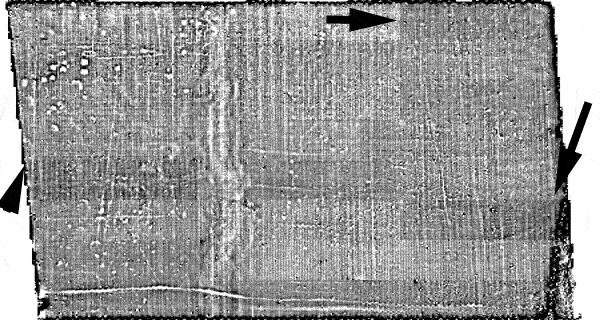 Site 093 showing differences in operator height effects